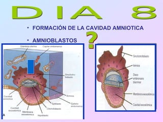 • FORMACIÓN DE LA CAVIDAD AMNIOTICA

• AMNIOBLASTOS
 