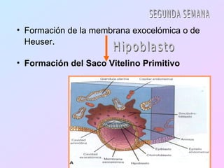 • Formación de la membrana exocelómica o de
  Heuser.

• Formación del Saco Vitelino Primitivo
 