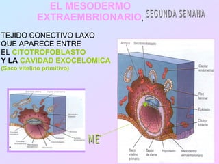 EL MESODERMO
             EXTRAEMBRIONARIO,
TEJIDO CONECTIVO LAXO
QUE APARECE ENTRE
EL CITOTROFOBLASTO
Y LA CAVIDAD EXOCELOMICA
(Saco vitelino primitivo).
 