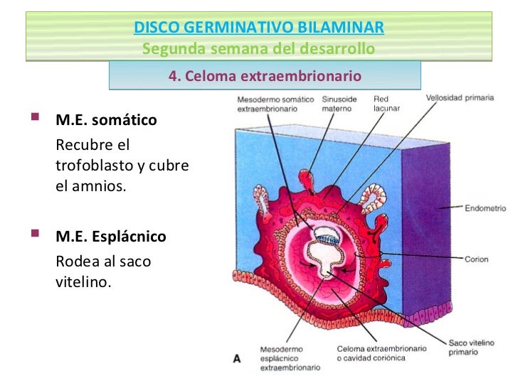 Segunda semana de desarrollo embrionario (5)