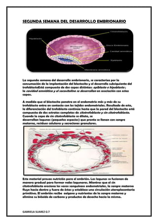 GABRIELA SUAREZ G:7
SEGUNDA SEMANA DEL DESARROLLO EMBRIONARIO
La segunda semana del desarrollo embrionario, se caracteriza por la
consumación de la implantación del blastocito y el desarrollo subsiguiente del
trofoblastoEstá compuesto de dos capas distintas: epiblasto e hipoblasto ;
la cavidad amniótica y el sacovitelino se desarrollan en asociación con estas
capas.
A medida que el blastocito penetra en el endometrio más y más de su
trofoblasto entra en contacto con los tejidos endometriales. Resultado de esto,
la diferenciación del trofoblasto continúa hasta que la pared del blastocito está
compuesta de dos estratos completos de citotrofoblasto y sin citotrofoblasto.
Cuando la capa de sin citotrofoblasto se dilata, se
desarrollan lagunas (pequeños espacios) que pronto se llenan con sangre
materna, residuos celulares y secreciones granulares.
Este material provee nutrición para el embrión. Las lagunas se fusionan de
manera gradual para formar redes lagunares. Mientras que el sin
citotrofoblasto erosiona los vasos sanguíneos endometriales, la sangre materna
fluye hacia dentro y fuera de éstas y establece una circulación uteroplacentaria
primitiva. El embrión recibe oxígeno y nutrientes de la sangre materna y
elimina su bióxido de carbono y productos de desecho hacia la misma.
 