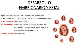 DESARROLLO
EMBRIONARIO Y FETAL
La gestación se divide en tres períodos desiguales que
corresponden a acontecimientos trascendentales del desarrollo.
* 0 a 3 semanas: Desarrollo precoz.
*4 a 8 semanas: Período de desarrollo de los órganos del
embrión (órgano-génesis). A partir de este
momento se le llama embrión.
* 9 a 40 semanas: Período fetal.
 