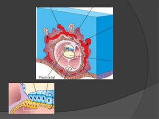 Segunda Semana Do Desenvolvimento