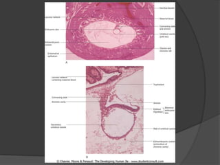 Segunda Semana Do Desenvolvimento