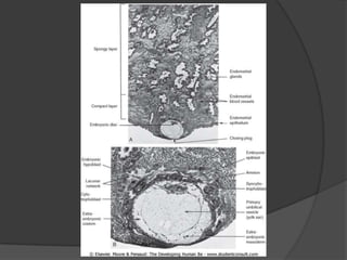 Segunda Semana Do Desenvolvimento