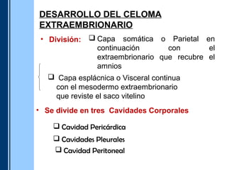 Segunda y 20 semanas | PPT