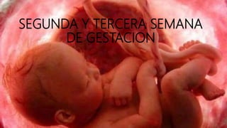 SEGUNDA Y TERCERA SEMANA
DE GESTACION
 