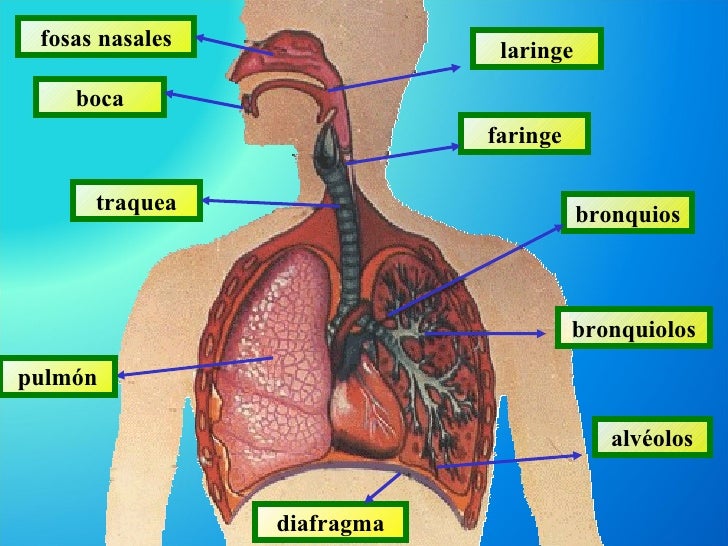 Resultado de imagen para aparato respiratorio para imprimir a color