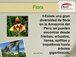 Flora
Existe una gran
diversidad de flora
en la Amazonía del
Perú, se pueden
encontrar desde
hierbas, arbustos,
lianas, epifitas y
trepadoras hasta
árboles
gigantescos.selva del Perú 20
 