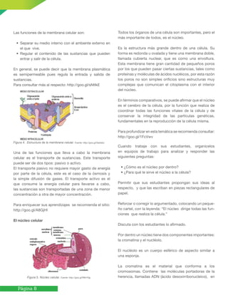 Página 8
Las funciones de la membrana celular son:
• Separar su medio interno con el ambiente externo en
el que vive.
• Regular el contenido de las sustancias que pueden
entrar y salir de la célula.
En general, se puede decir que la membrana plasmática
es semipermeable pues regula la entrada y salida de
sustancias.
Para consultar más al respecto: http://goo.gl/sNtIkE
Figura 4. Estructura de la membrana celular. Fuente: http://goo.gl/2qnbbo
Una de las funciones que lleva a cabo la membrana
celular es el transporte de sustancias. Este transporte
puede ser de dos tipos: pasivo o activo.
El transporte pasivo no requiere mayor gasto de energía
por parte de la célula, este es el caso de la ósmosis y
la simple difusión de gases. El transporte activo es el
que consume la energía celular para llevarse a cabo,
las sustancias son transportadas de una zona de menor
concentración a otra de mayor concentración.
Para enriquecer sus aprendizajes se recomienda el sitio:
http://goo.gl/A8GjHl
El núcleo celular
Figura 5. Núcleo celular. Fuente: http://goo.gl/R9nY0g
Todos los órganos de una célula son importantes, pero el
más importante de todos, es el núcleo.
Es la estructura más grande dentro de una célula. Su
forma es redonda u ovalada y tiene una membrana doble,
llamada cubierta nuclear, que es como una envoltura.
Esta membrana tiene gran cantidad de pequeños poros
por los que pueden pasar ciertas sustancias, tales como
proteínas y moléculas de ácidos nucléicos, por esta razón
los poros no son simples orificios sino estructuras muy
complejas que comunican el citoplasma con el interior
del núcleo.
En términos comparativos, se puede afirmar que el núcleo
es el cerebro de la célula, por la función que realiza de
coordinar todas las funciones vitales de la célula y de
conservar la integridad de las partículas genéticas,
fundamentales en la reproducción de la célula misma.
Para profundizar en esta temática se recomienda consultar:
http://goo.gl/1FcVwv
Cuando trabaje con sus estudiantes, organícelos
en equipos de trabajo para analizar y responder las
siguientes preguntas:
• ¿Cómo es el núcleo por dentro?
• ¿Para qué le sirve el núcleo a la célula?
Permitir que sus estudiantes propongan sus ideas al
respecto, y que las escriban en piezas rectangulares de
papel.
Reforzar o corregir lo argumentado, colocando un peque-
ño cartel, con la leyenda: “El núcleo dirige todas las fun-
ciones que realiza la célula.”
Discuta con los estudiantes lo afirmado.
Por dentro un núcleo tiene dos componentes importantes:
la cromatina y el nucléolo.
El nucléolo es un cuerpo esférico de aspecto similar a
una esponja.
La cromatina es el material que conforma a los
cromosomas. Contiene las moléculas portadoras de la
herencia, llamadas ADN (ácido desoxirribonucleico), en
 