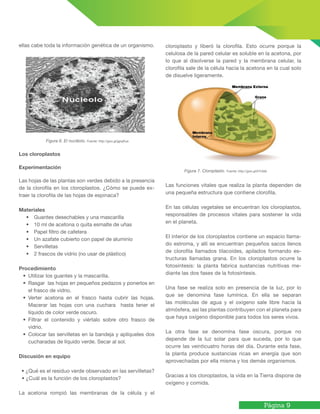 Página 9
ellas cabe toda la información genética de un organismo.
Figura 6. El nucléolo. Fuente: http://goo.gl/gpqKua
Los cloroplastos
Experimentación
Las hojas de las plantas son verdes debido a la presencia
de la clorofila en los cloroplastos. ¿Cómo se puede ex-
traer la clorofila de las hojas de espinaca?
Materiales
• Guantes desechables y una mascarilla
• 10 ml de acetona o quita esmalte de uñas
• Papel filtro de cafetera
• Un azafate cubierto con papel de aluminio
• Servilletas
• 2 frascos de vidrio (no usar de plástico)
Procedimiento
• Utilizar los guantes y la mascarilla.
• Rasgar las hojas en pequeños pedazos y ponerlos en
el frasco de vidrio.
• Verter acetona en el frasco hasta cubrir las hojas.
Macerar las hojas con una cuchara hasta tener el
líquido de color verde oscuro.
• Filtrar el contenido y viértalo sobre otro frasco de
vidrio.
• Colocar las servilletas en la bandeja y aplíqueles dos
cucharadas de líquido verde. Secar al sol.
Discusión en equipo
• ¿Qué es el residuo verde observado en las servilletas?
• ¿Cuál es la función de los cloroplastos?
La acetona rompió las membranas de la célula y el
cloroplasto y liberó la clorofila. Esto ocurre porque la
celulosa de la pared celular es soluble en la acetona, por
lo que al disolverse la pared y la membrana celular, la
clorofila sale de la célula hacia la acetona en la cual solo
de disuelve ligeramente.
Figura 7. Cloroplasto. Fuente: http://goo.gl/kTv5kb
Las funciones vitales que realiza la planta dependen de
una pequeña estructura que contiene clorofila.
En las células vegetales se encuentran los cloroplastos,
responsables de procesos vitales para sostener la vida
en el planeta.
El interior de los cloroplastos contiene un espacio llama-
do estroma, y allí se encuentran pequeños sacos llenos
de clorofila llamados tilacoides, apilados formando es-
tructuras llamadas grana. En los cloroplastos ocurre la
fotosíntesis: la planta fabrica sustancias nutritivas me-
diante las dos fases de la fotosíntesis.
Una fase se realiza solo en presencia de la luz, por lo
que se denomina fase lumínica. En ella se separan
las moléculas de agua y el oxígeno sale libre hacia la
atmósfera, así las plantas contribuyen con el planeta para
que haya oxígeno disponible para todos los seres vivos.
La otra fase se denomina fase oscura, porque no
depende de la luz solar para que suceda, por lo que
ocurre las veinticuatro horas del día. Durante esta fase,
la planta produce sustancias ricas en energía que son
aprovechadas por ella misma y los demás organismos.
Gracias a los cloroplastos, la vida en la Tierra dispone de
oxígeno y comida.
 