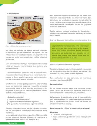 Página 10
Las mitocondrias
Figura 8. Mitocondria. Fuente: http://goo.gl/FXqBH7
Así como las centrales de energía eléctrica producen
la electricidad que se necesita en los hogares, así, las
mitocondrias son los sitios donde las células producen la
energía que un ser vivo necesita para realizar todas sus
actividades.
Entre la membrana externa y la interna de las mitocondrias
existe un espacio intermembranal que contiene una
sustancia líquida.
La membrana interna forma una serie de pliegues deno-
minados crestas mitocondriales. En el interior de la mito-
condria se llevan a cabo importantes reacciones quími-
cas que producen la energía biológica.
Una forma de abordar pedagógicamente esta temática
puede ser elaborando preguntas y repartirlas anotadas
en trozos de papel, al azar entre los estudiantes, a fin
de generar la participación, para ello previamente habrán
recibido un soporte teórico.
¿Qué es la mitocondria?
¿Cómo es su estructura interna?
¿Qué procesos vitales realiza este organelo?
¿Por qué es tan importante este organelo celular?
Dialogar con sus estudiantes que, así como los cloroplas-
tos, las mitocondrias también son estructuras de doble
membrana.
La energía que producen estos organelos está almacenada
en una sustancia llamada trifosfato de adenosina y
generalmente se le nombra por las siglas ATP.
Esta molécula contiene la energía que los seres vivos
necesitan para realizar todas sus funciones vitales. Está
constituida por una base nitrogenada llamada adenina,
unida a un átomo de carbono de una molécula de azúcar
llamada ribosa que a su vez está unida a tres grupos de
moléculas de fosfatos.
Puede elaborar modelos creativos de cloroplastos y
mitocondrias, utilizando materiales sencillos y reciclables
de su entorno.
Una vez diseñados los modelos, comenten acerca de la
estructura y función de ambos organelos.
Redactar un pequeño argumento acerca de la importancia
de dichas estructuras para la célula, las plantas y los
animales; así como para la vida en el planeta.
Para profundizar en este contenido, se recomienda
consultar: http://goo.gl/0YCCO
La pared celular
En las células vegetales existe una estructura llamada
pared celular, que es una capa rígida que está sobre la
membrana celular, y está constituida por celulosa.
La fabricación de papel implica la tala de muchos árboles
para obtener celulosa, por lo tanto se vuelve una necesidad
para la supervivencia del planeta cuidar los árboles, por
ello se recomienda el reciclaje.
Experimentación: ¿Cómo se puede reciclar el papel?
Materiales
• Licuadora, huacal y franela
• Papel para reciclar, pueden ser tareas viejas ya califi-
cadas
La planta toma energía de la luz solar para realizar
sus funciones, pero como esta no le alcanza,
sobre todo cuando no dispone de ella, entonces
aprovecha las sustancias que produce por sí
misma para obtener más energía, entre ellas, la
primera a la que recurre es al ATP.
 