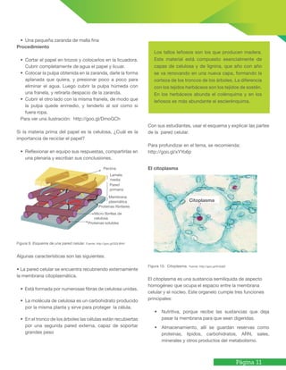 Página 11
• Una pequeña zaranda de malla fina
Procedimiento
• Cortar el papel en trozos y colocarlos en la licuadora.
Cubrir completamente de agua el papel y licuar.
• Colocar la pulpa obtenida en la zaranda, darle la forma
aplanada que quiera, y presionar poco a poco para
eliminar el agua. Luego cubrir la pulpa húmeda con
una franela, y retirarla despacio de la zaranda.
• Cubrir el otro lado con la misma franela, de modo que
la pulpa quede enmedio, y tenderlo al sol como si
fuera ropa.
Para ver una ilustración: http://goo.gl/DmoGCh
Si la materia prima del papel es la celulosa, ¿Cuál es la
importancia de reciclar el papel?
• Reflexionar en equipo sus respuestas, compartirlas en
una plenaria y escriban sus conclusiones.
Figura 9. Esquema de una pared celular. Fuente: http://goo.gl/QDL8HH
Algunas características son las siguientes:
• La pared celular se encuentra recubriendo externamente
la membrana citoplasmática.
• Está formada por numerosas fibras de celulosa unidas.
• La molécula de celulosa es un carbohidrato producido
por la misma planta y sirve para proteger la célula.
• En el tronco de los árboles las células están recubiertas
por una segunda pared externa, capaz de soportar
grandes peso
Con sus estudiantes, usar el esquema y explicar las partes
de la pared celular.
Para profundizar en el tema, se recomienda:
http://goo.gl/xYYo6p
El citoplasma
Figura 10. Citoplasma. Fuente: http://goo.gl/KrAAjD
El citoplasma es una sustancia semilíquida de aspecto
homogéneo que ocupa el espacio entre la membrana
celular y el núcleo. Este organelo cumple tres funciones
principales:
• Nutritiva, porque recibe las sustancias que deja
pasar la membrana para que sean digeridas.
• Almacenamiento, allí se guardan reservas como
proteínas, lípidos, carbohidratos, ARN, sales,
minerales y otros productos del metabolismo.
Los tallos leñosos son los que producen madera.
Este material está compuesto esencialmente de
capas de celulosa y de lignina, que año con año
se va renovando en una nueva capa, formando la
corteza de los troncos de los árboles. La diferencia
con los tejidos herbáceos son los tejidos de sostén.
En los herbáceos abunda el colénquima y en los
leñosos es más abundante el esclerénquima.
Pectina
Lamela
media
Pared
primaria
Membrana
plasmática
Proteínas fibrilares
Micro fibrillas de
celulosa
Proteínas solubles
Citoplasma
 