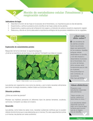 Página 13
Indicadores de logro
• Describe la función de las hojas en el proceso de la fotosíntesis y su importancia para la vida del planeta.
• Experimenta y verifica la presencia de la clorofila en las hojas verdes de las plantas.
• Experimenta y explica acerca de la liberación de oxígeno y el bióxido de carbono durante la respiración vegetal.
• Relaciona y discute en forma adecuada la importancia ecológica de los procesos metabólicos de los vegetales.
¿Qué más
debo saber?
Ideas didácticas
Noción de metabolismo celular: Fotosíntesis y
respiración celular2
Proponer a sus
estudiantes respondan
esta adivinanza:
“Hace comida y no
cocina, verde en el
árbol todos la miran...”
Los estudiantes deben
responder qué es la
hoja, con lo que le dará
la pauta para concluir
que es un órgano
rico en clorofila.
Los ancestros de
las plantas actuales
fueron las primeras
algas que aparecieron
en los océanos. Aquellas
antiguas células
desarrollaron la clorofila
y con ello empezó a
desarrollarse el proceso
de la fotosíntesis. Con
el correr del tiempo,
dicho proceso sería
fundamental para la vida
en el planeta.
Para profundizar en
este contenido, se
recomienda:
http://goo.gl/Jb5Xgv
Exploración de conocimientos previos
Responder de forma individual la siguiente pregunta:
¿Cuál es la importancia de las hojas en las plantas? Compartir sus ideas en equipo.
Figura 1. Hojas verdes. Fuente: http://goo.gl/MNPkso
Las plantas son organismos vivos como los demás, y por lo tanto necesitan alimentarse
para tener la energía necesaria y realizar todas sus funciones vitales.
Situación problema
¿Cómo se nutren las plantas?
Plantear sus hipótesis pensando en diferentes tipos de plantas terrestres, acuáticas,
carnívoras. Compartir sus ideas con el pleno.
Desarrollo
Las plantas, como todos los seres vivos, necesitan sustancias nutritivas que no pueden
obtener de otra forma que no sea elaborarlas por sí mismas. Por esta capacidad de nutrirse
a sí mismas, las plantas son seres autótrofos.
 