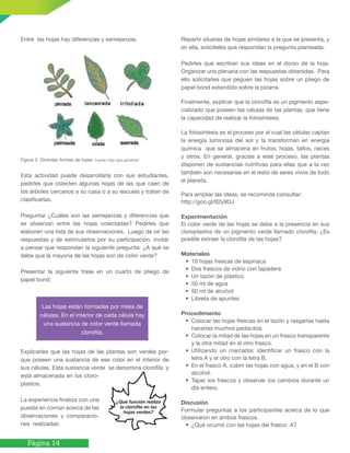 Página 14
Entre las hojas hay diferencias y semejanzas.
Figura 2. Distintas formas de hojas. Fuente: http://goo.gl/xdtcE2
Esta actividad puede desarrollarla con sus estudiantes,
pedirles que colecten algunas hojas de las que caen de
los árboles cercanos a su casa o a su escuela y traten de
clasificarlas.
Preguntar ¿Cuáles son las semejanzas y diferencias que
se observan entre las hojas colectadas? Pedirles que
elaboren una lista de sus observaciones. Luego de oír las
respuestas y de estimularlos por su participación, invitar
a pensar que respondan la siguiente pregunta: ¿A qué se
debe que la mayoría de las hojas son de color verde?
Presentar la siguiente frase en un cuarto de pliego de
papel bond:
Explicarles que las hojas de las plantas son verdes por-
que poseen una sustancia de ese color en el interior de
sus células. Esta sustancia verde se denomina clorofila y
está almacenada en los cloro-
plastos.
La experiencia finaliza con una
puesta en común acerca de las
observaciones y comparacio-
nes realizadas.
Repartir siluetas de hojas similares a la que se presenta, y
en ella, solicíteles que respondan la pregunta planteada.
Pedirles que escriban sus ideas en el dorso de la hoja.
Organizar una plenaria con las respuestas obtenidas. Para
ello solicitarles que peguen las hojas sobre un pliego de
papel bond extendido sobre la pizarra.
Finalmente, explicar que la clorofila es un pigmento espe-
cializado que poseen las células de las plantas, que tiene
la capacidad de realizar la fotosíntesis.
La fotosíntesis es el proceso por el cual las células captan
la energía luminosa del sol y la transforman en energía
química que se almacena en frutos, hojas, tallos, raíces
y otros. En general, gracias a este proceso, las plantas
disponen de sustancias nutritivas para ellas que a la vez
también son necesarias en el resto de seres vivos de todo
el planeta.
Para ampliar las ideas, se recominda consultar:
http://goo.gl/82y9DJ
Experimentación
El color verde de las hojas se debe a la presencia en sus
cloroplastos de un pigmento verde llamado clorofila. ¿Es
posible extraer la clorofila de las hojas?
Materiales
• 10 hojas frescas de espinaca
• Dos frascos de vidrio con tapadera
• Un tazón de plástico
• 50 ml de agua
• 50 ml de alcohol
• Libreta de apuntes
Procedimiento
• Colocar las hojas frescas en el tazón y rasgarlas hasta
hacerlas muchos pedacitos.
• Colocar la mitad de las hojas en un frasco transparente
y la otra mitad en el otro frasco.
• Utilizando un marcador, identificar un frasco con la
letra A y el otro con la letra B.
• En el frasco A, cubrir las hojas con agua, y en el B con
alcohol.
• Tapar los frascos y observar los cambios durante un
día entero.
Discusión
Formular preguntas a los participantes acerca de lo que
observaron en ambos frascos.
• ¿Qué ocurrió con las hojas del frasco A?
Las hojas están formadas por miles de
células. En el interior de cada célula hay
una sustancia de color verde llamada
clorofila.
¿Qué función realiza
la cloroﬁla en las
hojas verdes?
 