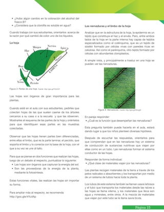 Página 15
• ¿Hubo algún cambio en la coloración del alcohol del
frasco B?
• ¿Considera que la clorofila es soluble en agua?
Cuando trabaje con sus estudiantes, orientarlos acerca de
la razón por qué cambió de color uno de los líquidos.
La hoja
Figura 3. Partes de una hoja. Fuente: http://goo.gl/Y2oCD7
Las hojas son órganos de gran importancia para las
plantas.
Cuando esté en el aula con sus estudiantes, pedirles que
colecten hojas de las que suelen caerse de los árboles
cercanos a su casa o a la escuela y que las observen.
Mostrarles el esquema de las partes de la hoja y oriéntelos
para que identifiquen esas partes en las muestras
colectadas.
Observar que las hojas tienen partes bien diferenciadas,
entre ellas el limbo, que es la parte laminar, el pecíolo, que
soporta el limbo y lo conecta con la base de la hoja, con el
que a su vez se une al tallo.
Para que se piense en dos funciones que realizan las hojas,
luego de un debate al respecto, puntualizar lo siguiente:
• Las hojas son órganos que capturan la energía del sol.
• Son las proveedoras de la energía de la planta,
mediante la fotosíntesis.
Estas funciones vitales, las realizan las hojas sin importar
su forma.
Para ampliar más al respecto, se recomienda
http://goo.gle/4Yu4Ap
Las nervaduras y el limbo de la hoja
Analizar que en la estructura de la hoja, la epidermis es un
tejido que constituye el haz y el envés. Pero, entre ambos
lados de la hoja en la parte interna hay capas de tejidos
especializados como el colénquima, que es un tejido de
sostén formado por células vivas con paredes ricas en
celulosa. Así como el parénquima, otro tejido formado por
células con abundantes cloroplastos.
A simple vista, y principalmente a trasluz en una hoja se
pueden ver las nervaduras.
Figura 4. Nervaduras. Fuente: http://goo.gl/2XvogG
En pareja responder:
• ¿Cuál es la función que desempeñan las nervaduras?
Esta pregunta también puede hacerla en el aula, estará
dando lugar a que los niños planteen diversas hipótesis.
Después de escuchar las respuestas, orientarlos para
que comprendan que en las nervaduras hay un sistema
de conducción de sustancias nutritivas que viajan por
ellas como en un tubo. Las nervaduras forman el sistema
conductor de las hojas.
Responder de forma individual:
• ¿Qué clase de materiales viajan por las nervaduras?
Las plantas recogen materiales de la tierra a través de los
pelos radicales o absorbentes y los transportan por medio
de un sistema de tubos hacia toda la planta.
Los tubos de este sistema también se llaman vasos leñosos
y el tubo que transporta los materiales desde las raíces a
las hojas se llama xilema, y los materiales que lleva son
agua y minerales, entre otros. A la mezcla de materiales
que viajan por este tubo se le llama savia bruta.
 