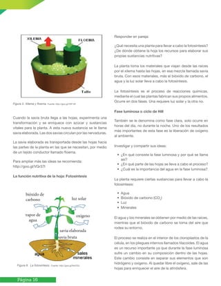 Página 16
Figura 5. Xilema y floema. Fuente: http://goo.gl/YﬁF1W
Cuando la savia bruta llega a las hojas, experimenta una
transformación y se enriquece con azúcar y sustancias
vitales para la planta. A esta nueva sustancia se le llama
savia elaborada. Las dos savias circulan por las nervaduras.
La savia elaborada es transportada desde las hojas hacia
las partes de la planta en las que se necesitan, por medio
de un tejido conductor llamado floema.
Para ampliar más las ideas se recomienda:
http://goo.gl/VGr37I
La función nutritiva de la hoja: Fotosíntesis
Figura 6. La fotosíntesis. Fuente: http://goo.gl/NxQTcL
Responder en pareja:
¿Qué necesita una planta para llevar a cabo la fotosíntesis?
¿De dónde obtiene la hoja los recursos para elaborar sus
propias sustancias nutritivas?
La planta toma los materiales que viajan desde las raíces
por el xilema hasta las hojas, en esa mezcla llamada savia
bruta. Con esos materiales, más el bióxido de carbono, el
agua y la luz solar lleva a cabo la fotosíntesis.
La fotosíntesis es el proceso de reacciones químicas,
mediante el cual las plantas fabrican sus propios alimentos.
Ocurre en dos fases. Una requiere luz solar y la otra no.
Fase luminosa o ciclo de Hill
También se le denomina como fase clara, solo ocurre en
horas del día, no durante la noche. Uno de los resultados
más importantes de esta fase es la liberación de oxígeno
al ambiente.
Investigar y compartir sus ideas:
• ¿En qué consiste la fase luminosa y por qué se llama
así?
• ¿En qué parte de las hojas se lleva a cabo el proceso?
• ¿Cuál es la importancia del agua en la fase luminosa?
La planta requiere ciertas sustancias para llevar a cabo la
fotosíntesis:
• Agua
• Bióxido de carbono (CO2
)
• Luz
• Minerales
El agua y los minerales se obtienen por medio de las raíces,
mientras que el bióxido de carbono se toma del aire que
rodea su entorno.
El proceso se realiza en el interior de los cloroplastos de la
célula, en los pliegues internos llamados tilacoides. El agua
es un recurso importante ya que durante la fase luminosa
sufre un cambio en su composición dentro de las hojas.
Este cambio consiste en separar sus elementos que son
hidrógeno y oxígeno. Al quedar libre el oxígeno, sale de las
hojas para enriquecer el aire de la atmósfera.
bióxido de
carbono luz solar
oxígenovapor de
agua
savia elaborada
savia bruta
 