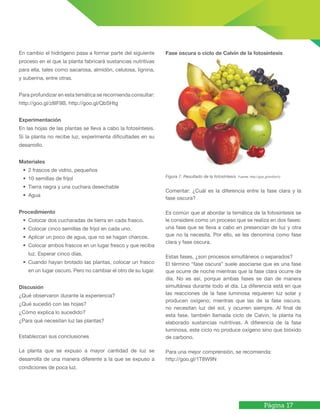 Página 17
En cambio el hidrógeno pasa a formar parte del siguiente
proceso en el que la planta fabricará sustancias nutritivas
para ella, tales como sacarosa, almidón, celulosa, lignina,
y suberina, entre otras.
Para profundizar en esta temática se recomienda consultar:
http://goo.gl/z8IF9B, http://goo.gl/QbSHtg
Experimentación
En las hojas de las plantas se lleva a cabo la fotosíntesis.
Si la planta no recibe luz, experimenta dificultades en su
desarrollo.
Materiales
• 2 frascos de vidrio, pequeños
• 10 semillas de frijol
• Tierra negra y una cuchara desechable
• Agua
Procedimiento
• Colocar dos cucharadas de tierra en cada frasco.
• Colocar cinco semillas de frijol en cada uno.
• Aplicar un poco de agua, que no se hagan charcos.
• Colocar ambos frascos en un lugar fresco y que reciba
luz. Esperar cinco días.
• Cuando hayan brotado las plantas, colocar un frasco
en un lugar oscuro. Pero no cambiar el otro de su lugar.
Discusión
¿Qué observaron durante la experiencia?
¿Qué sucedió con las hojas?
¿Cómo explica lo sucedido?
¿Para qué necesitan luz las plantas?
Establezcan sus conclusiones
La planta que se expuso a mayor cantidad de luz se
desarrolla de una manera diferente a la que se expuso a
condiciones de poca luz.
Fase oscura o ciclo de Calvin de la fotosíntesis
Figura 7. Resultado de la fotosíntesis. Fuente: http://goo.gl/w45wYy
Comentar: ¿Cuál es la diferencia entre la fase clara y la
fase oscura?
Es común que al abordar la temática de la fotosíntesis se
le considere como un proceso que se realiza en dos fases:
una fase que se lleva a cabo en presencian de luz y otra
que no la necesita. Por ello, se les denomina como fase
clara y fase oscura.
Estas fases, ¿son procesos simultáneos o separados?
El término “fase oscura” suele asociarse que es una fase
que ocurre de noche mientras que la fase clara ocurre de
día. No es así, porque ambas fases se dan de manera
simultánea durante todo el día. La diferencia está en que
las reacciones de la fase luminosa requieren luz solar y
producen oxígeno; mientras que las de la fase oscura,
no necesitan luz del sol, y ocurren siempre. Al final de
esta fase, también llamada ciclo de Calvin, la planta ha
elaborado sustancias nutritivas. A diferencia de la fase
luminosa, este ciclo no produce oxígeno sino que bióxido
de carbono.
Para una mejor comprensión, se recomienda:
http://goo.gl/1T8W9N
 