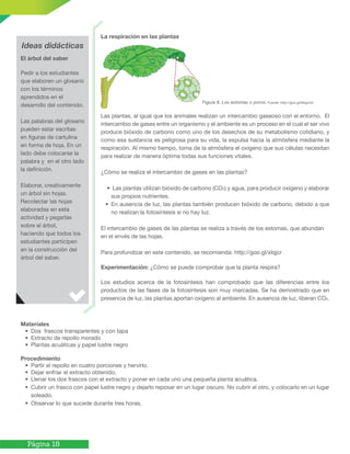 Página 18
La respiración en las plantas
Las plantas, al igual que los animales realizan un intercambio gaseoso con el entorno. El
intercambio de gases entre un organismo y el ambiente es un proceso en el cual el ser vivo
produce bióxido de carbono como uno de los desechos de su metabolismo cotidiano, y
como esa sustancia es peligrosa para su vida, la expulsa hacia la atmósfera mediante la
respiración. Al mismo tiempo, toma de la atmósfera el oxígeno que sus células necesitan
para realizar de manera óptima todas sus funciones vitales.
¿Cómo se realiza el intercambio de gases en las plantas?
• Las plantas utilizan bióxido de carbono (CO2) y agua, para producir oxígeno y elaborar
sus propios nutrientes.
• En ausencia de luz, las plantas también producen bióxido de carbono, debido a que
no realizan la fotosíntesis si no hay luz.
El intercambio de gases de las plantas se realiza a través de los estomas, que abundan
en el envés de las hojas.
Para profundizar en este contenido, se recomienda: http://goo.gl/xlqjcr
Experimentación: ¿Cómo se puede comprobar que la planta respira?
Los estudios acerca de la fotosíntesis han comprobado que las diferencias entre los
productos de las fases de la fotosíntesis son muy marcadas. Se ha demostrado que en
presencia de luz, las plantas aportan oxígeno al ambiente. En ausencia de luz, liberan CO2.
Ideas didácticas
El árbol del saber
Pedir a los estudiantes
que elaboren un glosario
con los términos
aprendidos en el
desarrollo del contenido.
Las palabras del glosario
pueden estar escritas
en figuras de cartulina
en forma de hoja. En un
lado debe colocarse la
palabra y en el otro lado
la definición.
Elaborar, creativamente
un árbol sin hojas.
Recolectar las hojas
elaboradas en esta
actividad y pegarlas
sobre el árbol,
haciendo que todos los
estudiantes participen
en la construcción del
árbol del saber.
Figura 8. Los estomas o poros. Fuente: http://goo.gl/MzgvGx
Materiales
• Dos frascos transparentes y con tapa
• Extracto de repollo morado
• Plantas acuáticas y papel lustre negro
Procedimiento
• Partir el repollo en cuatro porciones y hervirlo.
• Dejar enfriar el extracto obtenido.
• Llenar los dos frascos con el extracto y poner en cada uno una pequeña planta acuática.
• Cubrir un frasco con papel lustre negro y dejarlo reposar en un lugar oscuro. No cubrir el otro, y colocarlo en un lugar
soleado.
• Observar lo que sucede durante tres horas.
 