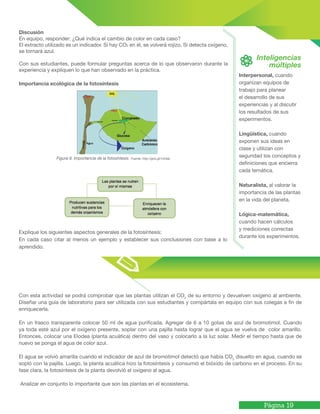 Página 19
Discusión
En equipo, responder: ¿Qué indica el cambio de color en cada caso?
El extracto utilizado es un indicador. Si hay CO2 en él, se volverá rojizo. Si detecta oxígeno,
se tornará azul.
Con sus estudiantes, puede formular preguntas acerca de lo que observaron durante la
experiencia y expliquen lo que han observado en la práctica.
Importancia ecológica de la fotosíntesis
Figura 9. Importancia de la fotosíntesis. Fuente: http://goo.gl/1iA3aL
Explique los siguientes aspectos generales de la fotosíntesis:
En cada caso citar al menos un ejemplo y establecer sus conclusiones con base a lo
aprendido.
Interpersonal, cuando
organizan equipos de
trabajo para planear
el desarrollo de sus
experiencias y al discutir
los resultados de sus
experimentos.
Lingüística, cuando
exponen sus ideas en
clase y utilizan con
seguridad los conceptos y
definiciones que encierra
cada temática.
Naturalista, al valorar la
importancia de las plantas
en la vida del planeta.
Lógica-matemática,
cuando hacen cálculos
y mediciones correctas
durante los experimentos.
Inteligencias
múltiples
Con esta actividad se podrá comprobar que las plantas utilizan el CO2
de su entorno y devuelven oxígeno al ambiente.
Diseñar una guía de laboratorio para ser utilizada con sus estudiantes y compártala en equipo con sus colegas a fin de
enriquecerla.
En un frasco transparente colocar 50 ml de agua purificada. Agregar de 6 a 10 gotas de azul de bromotimol. Cuando
ya toda esté azul por el oxígeno presente, soplar con una pajilla hasta lograr que el agua se vuelva de color amarillo.
Entonces, colocar una Elodea (planta acuática) dentro del vaso y colocarlo a la luz solar. Medir el tiempo hasta que de
nuevo se ponga el agua de color azul.
El agua se volvió amarilla cuando el indicador de azul de bromotimol detectó que había CO2
disuelto en agua, cuando se
sopló con la pajilla. Luego, la planta acuática hizo la fotosíntesis y consumió el bióxido de carbono en el proceso. En su
fase clara, la fotosíntesis de la planta devolvió el oxígeno al agua.
Analizar en conjunto lo importante que son las plantas en el ecosistema.
 
