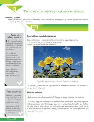 Página 20
Indicador de logro
• Describe, explica y ejemplifica los taxismos y los tropismos en los animales y en las plantas: hidrotaxismo, hidrotro-
pismo, geotaxismo, geotropismo.
¿Qué más
debo saber?
Exploración de conocimientos previos
Observar la imagen y responder de forma individual la siguiente pregunta:
¿Por qué un girasol gira en busca de la luz del sol?
Compartir con sus colegas sus respuestas.
Figura 1. Los girasoles se tornan en dirección al sol. Fuente: http://goo.gl/9UVZbj
Las plantas y los animales son organismos que responden a estímulos del ambiente, un
ejemplo claro es el girasol.
Situación problema
¿Qué movimientos realizan las plantas? Dialogar en pareja y plantear sus hipótesis.
Utilizar esta pregunta para orientar a los estudiantes sobre cómo elaborar sus propias
hipótesis acerca de los fenómenos que observan en la naturaleza. Permitirles que planteen
sus ideas y vayan desarrollando sus habilidades para analizar y contrastar con lo que se
va aprendiendo durante el proceso, por lo que estas hipótesis son válidas. Permítales que
las compartan al pleno.
Idea didáctica
Taxismos en animales y tropismos en plantas
3
El movimiento de los
girasoles en dirección a
la luz del sol, ha llamado
siempre la atención del
ser humano.
Hoy en día este
movimiento de los
girasoles está siendo
objeto de estudio para
aplicarlo en las nuevas
tecnologías de paneles
solares inteligentes.
Para profundizar
este contenido se
recomienda:
http://goo.gl/nfVdWn
Presentar a los niños la
imagen de un grupo de
hormigas subiendo a un
tronco de un árbol.
Preguntarles: ¿Qué
clase de tropismos y
taxismos se observan
en la imagen?
	
  
	
  
 