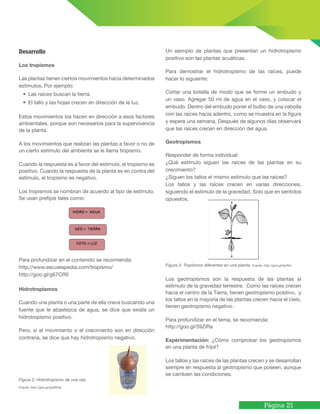 Página 21
Desarrollo
Los tropismos
Las plantas tienen ciertos movimientos hacia determinados
estímulos. Por ejemplo:
•	 Las raíces buscan la tierra.
•	 El tallo y las hojas crecen en dirección de la luz.
Estos movimientos los hacen en dirección a esos factores
ambientales, porque son necesarios para la supervivencia
de la planta.
A los movimientos que realizan las plantas a favor o no de
un cierto estímulo del ambiente se le llama tropismo.
Cuando la respuesta es a favor del estímulo, el tropismo es
positivo. Cuando la respuesta de la planta es en contra del
estímulo, el tropismo es negativo.
Los tropismos se nombran de acuerdo al tipo de estímulo.
Se usan prefijos tales como:
Para profundizar en el contenido se recomienda:
http://www.escuelapedia.com/tropismo/
http://goo.gl/g67CR0
Hidrotropismos
Cuando una planta o una parte de ella crece buscando una
fuente que le abastezca de agua, se dice que existe un
hidrotropismo positivo.
Pero, si el movimiento o el crecimiento son en dirección
contraria, se dice que hay hidrotropismo negativo.
Un ejemplo de plantas que presentan un hidrotropismo
positivo son las plantas acuáticas.
Para demostrar el hidrotropismo de las raíces, puede
hacer lo siguiente:
Cortar una botella de modo que se forme un embudo y
un vaso. Agregar 50 ml de agua en el vaso, y colocar el
embudo. Dentro del embudo poner el bulbo de una cebolla
con las raíces hacia adentro, como se muestra en la figura
y espere una semana. Después de algunos días observará
que las raíces crecen en dirección del agua.
Geotropismos
Responder de forma individual:
¿Qué estímulo siguen las raíces de las plantas en su
crecimiento?
¿Siguen los tallos el mismo estímulo que las raíces?
Los tallos y las raíces crecen en varias direcciones,
siguiendo el estímulo de la gravedad. Solo que en sentidos
opuestos.
Figura 3. Tropismos diferentes en una planta. Fuente: http://goo.gl/IaV5Io
Los geotropismos son la respuesta de las plantas al
estímulo de la gravedad terrestre. Como las raíces crecen
hacia el centro de la Tierra, tienen geotropismo positivo, y
los tallos en la mayoría de las plantas crecen hacia el cielo,
tienen geotropismo negativo.
Para profundizar en el tema, se recomienda:
http://goo.gl/59ZiRa
Experimentación: ¿Cómo comprobar los geotropismos
en una planta de frijol?
Los tallos y las raíces de las plantas crecen y se desarrollan
siempre en respuesta al geotropismo que poseen, aunque
se cambien las condiciones.
Figura 2. Hidrotropismo de una raíz.
Fuente: http://goo.gl/gxM5Hq
	
  
	
  
 