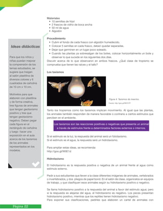 Página 22
Materiales
•	 10 semillas de frijol
•	 2 frascos de vidrio de boca ancha
•	 50 ml de agua
•	 Algodón
Procedimiento
•	 Cubrir el fondo de cada frasco con algodón humedecido.
•	 Colocar 5 semillas en cada frasco, deben quedar separadas.
•	 Dejar que germinen en un lugar poco soleado.
•	 Cuando las plantas ya sobresalgan de los botes, colocar horizontalmente un bote y
observar lo que sucede en los siguientes dos días.
Discutir acerca de lo que observaron en ambos frascos. ¿Qué clase de tropismo se
comprueba que tienen las raíces y el tallo?
Los taxismos
						 Figura 4. Taxismos de insectos.
						 Fuente: http://goo.gl/RM7hTP
Tanto los tropismos como los taxismos implican movimiento. Al igual que las plantas,
los animales también responden de manera favorable o contraria a ciertos estímulos que
perciben en el ambiente.
Si el estímulo es la luz, la respuesta del animal será un fototaxismo.
Si el estímulo es el agua, la respuesta será un hidrotaxismo.
Para ampliar estas ideas, se recomienda:
http://goo.gl/WtlE1d
Hidrotaxismo
El hidrotaxismo es la respuesta positiva o negativa de un animal frente al agua como
estímulo externo.
Pedir a sus estudiantes que lleven a la clase diferentes imágenes de animales, vertebrados
o invertebrados, y dos pliegos de papel bond. En el salón de clase, organícelos en equipos
de trabajo, y que clasifiquen esos animales según su hidrotaxismo positivo o negativo.
Se llama hidrotaxismo positivo a la respuesta del animal a favor del estímulo agua; pero
si la respuesta es alejarse del agua, el hidrotaxismo es negativo. Los peces presentan
hidrotaxismo positivo, mientras que los reptiles tienen hidrotaxismo negativo.
Para exponer sus clasificaciones, pedirles que elaboren un cartel de animales con
Los taxismos son las reacciones positivas o negativas que presenta un animal
a través de estímulos frente a determinados factores externos o internos.
Ideas didácticas
Para que los niños y
niñas puedan mejorar
la comprensión de los
temas estudiados, se
sugiere que traigan
al salón plastilina de
diversos colores y 6
cuadrados de cartulina
de 10 cm x 10 cm.
Motívelos para que
elaboren con plastilina
y de forma creativa,
tres figuras de animales
que tengan geotaxismo
positivo y tres que
tengan geotaxismo
negativo. Deben pegar
cada figura en el
rectángulo de cartulina
y luego hacer una
exposición en el aula
acerca de los taxismos
de los animales
representados en los
modelos.
 