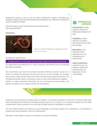 Página 23
Interpersonal, cuando
organizan equipos de
trabajo para trabajar en el
aula.
Lingüística, cuando
expresan sus ideas y
demuestran dominio de la
terminología.
Naturalista, por la
valoración de las
observaciones y los
resultados de los
experimentos.
Lógica-matemática,
cuando formulan sus
hipótesis, diseñan los
experimentos y los
desarrollan a fin de
comprobarlas.
Inteligencias
múltiples
Organizar a sus estudiantes en equipos para que diseñen una caricatura ecológica. El tema de la caricatura debe tratar
acerca del peligro que enfrentan los animales acuáticos que viven en un lago o un río, porque las aguas del río se están
contaminando y ellos no pueden vivir en otro tipo de lugar porque su hidrotaxismo es positivo.
Los niños deben inventar una historia en la que sobresalga un personaje acuático de su preferencia, y un personaje no
acuático que quiere ayudarles a frenar la contaminación.
Motívelos a crear, dibujar y exponer su caricatura con mucha creatividad.
hidrotaxismo positivo y otro con los que tienen hidrotaxismo negativo. Solicíteles que
expliquen cuáles son las características de esos animales por las cuales fueron clasificados
así por el equipo de trabajo.
Para profundizar en este contenido se recomienda consultar:
http://goo.gl/XnPPKE
Geotaxismo
		 		 Figura 5. La lombriz de tierra tiene un geotaxismo positivo
					 Fuente: http://goo.gl/9vNnna
El prefijo geo significa tierra.
Se sugiere llevar esta definición en un cartel y analizarla, permitiendo que los estudiantes
den algunos ejemplos.
Hay movimientos que hacen los animales buscando enterrarse cavando cuevas en el
suelo. Por ejemplo las lombrices de tierra que viven en la tierra húmeda, las hormigas
que excavan y hacen túneles, entre otros. Estos animales tienen geotaxismo positivo. Los
animales que pueden trepar a los árboles o subir los riscos tienen geotaxismo negativo.
Diseñar un mapa conceptual relacionado con los movimientos de los animales y las
plantas. Compartir con un colega y escribir sus conclusiones.
El geotaxismo es el movimiento de los animales según la acción de la gravedad.
 