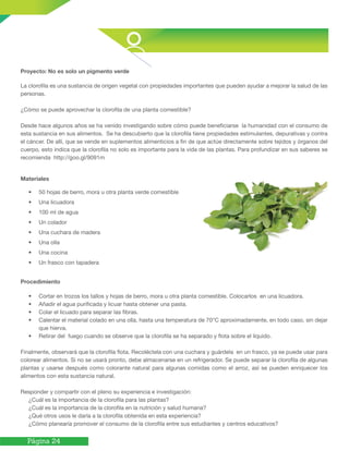 Página 24
Proyecto: No es solo un pigmento verde
La clorofila es una sustancia de origen vegetal con propiedades importantes que pueden ayudar a mejorar la salud de las
personas.
¿Cómo se puede aprovechar la clorofila de una planta comestible?
Desde hace algunos años se ha venido investigando sobre cómo puede beneficiarse la humanidad con el consumo de
esta sustancia en sus alimentos. Se ha descubierto que la clorofila tiene propiedades estimulantes, depurativas y contra
el cáncer. De allí, que se vende en suplementos alimenticios a fin de que actúe directamente sobre tejidos y órganos del
cuerpo, esto indica que la clorofila no solo es importante para la vida de las plantas. Para profundizar en sus saberes se
recomienda http://goo.gl/9091m
Materiales
• 50 hojas de berro, mora u otra planta verde comestible
• Una licuadora
• 100 ml de agua
• Un colador
• Una cuchara de madera
• Una olla
• Una cocina
• Un frasco con tapadera
Procedimiento
• Cortar en trozos los tallos y hojas de berro, mora u otra planta comestible. Colocarlos en una licuadora.
• Añadir el agua purificada y licuar hasta obtener una pasta.
• Colar el licuado para separar las fibras.
• Calentar el material colado en una olla, hasta una temperatura de 70°C aproximadamente, en todo caso, sin dejar
que hierva.
• Retirar del fuego cuando se observe que la clorofila se ha separado y flota sobre el líquido.
Finalmente, observará que la clorofila flota. Recoléctela con una cuchara y guárdela en un frasco, ya se puede usar para
colorear alimentos. Si no se usará pronto, debe almacenarse en un refrigerador. Se puede separar la clorofila de algunas
plantas y usarse después como colorante natural para algunas comidas como el arroz, así se pueden enriquecer los
alimentos con esta sustancia natural.
Responder y compartir con el pleno su experiencia e investigación:
¿Cuál es la importancia de la clorofila para las plantas?
¿Cuál es la importancia de la clorofila en la nutrición y salud humana?
¿Qué otros usos le daría a la clorofila obtenida en esta experiencia?
¿Cómo planearía promover el consumo de la clorofila entre sus estudiantes y centros educativos?
 
