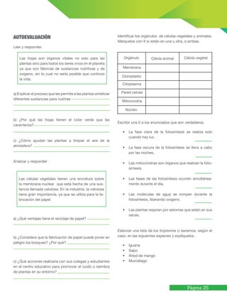 Página 25
AUTOEVALUACIÓN
Leer y responder.
a) Explicar el proceso que les permite a las plantas sintetizar
diferentes sustancias para nutrirse
b) ¿Por qué las hojas tienen el color verde que las
caracteriza?
c) ¿Cómo ayudan las plantas a limpiar el aire de la
atmósfera?
Analizar y responder
a) ¿Qué ventajas tiene el reciclaje de papel?
b) ¿Considera que la fabricación de papel puede poner en
peligro los bosques? ¿Por qué?
c) ¿Qué acciones realizaría con sus colegas y estudiantes
en el centro educativo para promover el cuido o siembra
de plantas en su entorno?
Las hojas son órganos vitales no solo para las
plantas sino para todos los seres vivos en el planeta
ya que son fábricas de sustancias nutritivas y de
oxígeno, sin lo cual no sería posible que continúe
la vida.
Las células vegetales tienen una envoltura sobre
la membrana nuclear que está hecha de una sus-
tancia llamada celulosa. En la industria, la celulosa
tiene gran importancia, ya que se utiliza para la fa-
bricación del papel.
Identificar los orgánulos de células vegetales y animales.
Márquelos con X si están en una u otra, o ambas.
Escribir una V a los enunciados que son verdaderos.
•	 La fase clara de la fotosíntesis se realiza solo
cuando hay luz.
•	 La fase oscura de la fotosíntesis se lleva a cabo
por las noches.
•	 Las mitocondrias son órganos que realizan la foto-
síntesis.
•	 Las fases de las fotosíntesis ocurren simultánea-
mente durante el día.
•	 Las moléculas de agua se rompen durante la
fotosíntesis, liberando oxígeno.
•	 Las plantas respiran por estomas que están en sus
raíces.
Elaborar una lista de los tropismos o taxismos, según el
caso, en las siguientes especies y explíquelos.
•	 Iguana
•	 Sapo
•	 Árbol de mango
•	 Murciélago
Orgánulo Célula animal Célula vegetal
Membrana
Cloroplasto
Citoplasma
Pared celular
Mitocondria
Núcleo
 