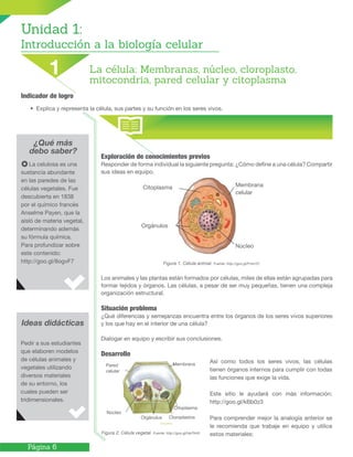 Página 6
¿Qué más
debo saber?
Exploración de conocimientos previos
Responder de forma individual la siguiente pregunta: ¿Cómo define a una célula? Compartir
sus ideas en equipo.
Figura 1. Célula animal. Fuente: http://goo.gl/FnimYC
Los animales y las plantas están formados por células, miles de ellas están agrupadas para
formar tejidos y órganos. Las células, a pesar de ser muy pequeñas, tienen una compleja
organización estructural.
Situación problema
¿Qué diferencias y semejanzas encuentra entre los órganos de los seres vivos superiores
y los que hay en el interior de una célula?
Dialogar en equipo y escribir sus conclusiones.
Desarrollo
Ideas didácticas
La celulosa es una
sustancia abundante
en las paredes de las
células vegetales. Fue
descubierta en 1838
por el químico francés
Anselme Payen, que la
aisló de materia vegetal,
determinando además
su fórmula química.
Para profundizar sobre
este contenido:
http://goo.gl/8ogvF7
Pedir a sus estudiantes
que elaboren modelos
de células animales y
vegetales utilizando
diversos materiales
de su entorno, los
cuales pueden ser
tridimensionales.
Así como todos los seres vivos, las células
tienen órganos internos para cumplir con todas
las funciones que exige la vida.
Este sitio le ayudará con más información:
http://goo.gl/kBb0z3
Para comprender mejor la analogía anterior se
le recomienda que trabaje en equipo y utilice
estos materiales:Figura 2. Célula vegetal. Fuente: http://goo.gl/HeThH5
Indicador de logro
• Explica y representa la célula, sus partes y su función en los seres vivos.
Unidad 1:
Introducción a la biología celular
La célula: Membranas, núcleo, cloroplasto,
mitocondria, pared celular y citoplasma
1
Citoplasma
Orgánulos
Membrana
celular
Núcleo
Pared
celular
Membrana
Núcleo
Orgánulus Cloroplastos
Citoplasma
 