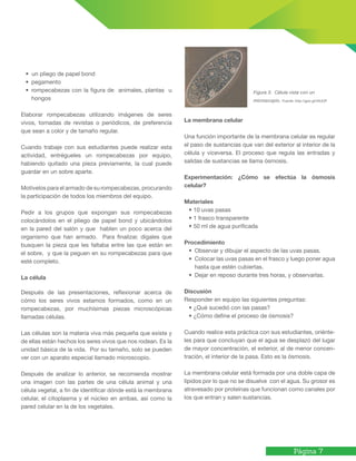 Página 7
• un pliego de papel bond
• pegamento
• rompecabezas con la figura de animales, plantas u
hongos
Elaborar rompecabezas utilizando imágenes de seres
vivos, tomadas de revistas o periódicos, de preferencia
que sean a color y de tamaño regular.
Cuando trabaje con sus estudiantes puede realizar esta
actividad, entrégueles un rompecabezas por equipo,
habiendo quitado una pieza previamente, la cual puede
guardar en un sobre aparte.
Motívelos para el armado de su rompecabezas, procurando
la participación de todos los miembros del equipo.
Pedir a los grupos que expongan sus rompecabezas
colocándolos en el pliego de papel bond y ubicándolos
en la pared del salón y que hablen un poco acerca del
organismo que han armado. Para finalizar, dígales que
busquen la pieza que les faltaba entre las que están en
el sobre, y que la peguen en su rompecabezas para que
esté completo.
La célula
Después de las presentaciones, reflexionar acerca de
cómo los seres vivos estamos formados, como en un
rompecabezas, por muchísimas piezas microscópicas
llamadas células.
Las células son la materia viva más pequeña que existe y
de ellas están hechos los seres vivos que nos rodean. Es la
unidad básica de la vida. Por su tamaño, solo se pueden
ver con un aparato especial llamado microscopio.
Después de analizar lo anterior, se recomienda mostrar
una imagen con las partes de una célula animal y una
célula vegetal, a fin de identificar dónde está la membrana
celular, el citoplasma y el núcleo en ambas, así como la
pared celular en la de los vegetales.
La membrana celular
Una función importante de la membrana celular es regular
el paso de sustancias que van del exterior al interior de la
célula y viceversa. El proceso que regula las entradas y
salidas de sustancias se llama ósmosis.
Experimentación: ¿Cómo se efectúa la ósmosis
celular?
Materiales
• 10 uvas pasas
• 1 frasco transparente
• 50 ml de agua purificada
Procedimiento
• Observar y dibujar el aspecto de las uvas pasas.
• Colocar las uvas pasas en el frasco y luego poner agua
hasta que estén cubiertas.
• Dejar en reposo durante tres horas, y observarlas.
Discusión
Responder en equipo las siguientes preguntas:
• ¿Qué sucedió con las pasas?
• ¿Cómo define el proceso de ósmosis?
Cuando realice esta práctica con sus estudiantes, oriénte-
les para que concluyan que el agua se desplazó del lugar
de mayor concentración, el exterior, al de menor concen-
tración, el interior de la pasa. Esto es la ósmosis.
La membrana celular está formada por una doble capa de
lípidos por lo que no se disuelve con el agua. Su grosor es
atravesado por proteínas que funcionan como canales por
los que entran y salen sustancias.
Figura 3. Célula vista con un
microscopio. Fuente: http://goo.gl/rttUUP
 