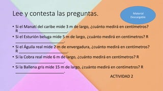 Lee y contesta las preguntas.
• Si el Manatí del caribe mide 3 m de largo, ¿cuánto medirá en centímetros?
R ______________________.
• Si el Esturión beluga mide 5 m de largo, ¿cuánto medirá en centímetros? R
______________________.
• Si el Águila real mide 2 m de envergadura, ¿cuánto medirá en centímetros?
R ______________________.
• Si la Cobra real mide 6 m de largo, ¿cuánto medirá en centímetros? R
______________________.
• Si la Ballena gris mide 15 m de largo, ¿cuánto medirá en centímetros? R
______________________.
ACTIVIDAD 2
Material
Descargable
 