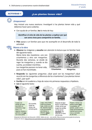 4. Disfrutamos y conservamos nuestra biodiversidad
2
Educación Primaria
2.o
grado
¡Empecemos!
Hoy iniciaré una nueva aventura: investigaré si las plantas tienen vida y qué
debemos hacer para cuidarlas.
 Con ayuda de un familiar, leo la meta de hoy:
 Pido apoyo a un familiar para que me acompañe en el desarrollo de toda la
actividad.
Manos a la obra
 Observo las imágenes y escucho con atención la lectura que mi familiar hará
del siguiente texto:
María tiene dos maceteros: uno con
crisantemos y otro con margaritas.
Durante dos semanas, se olvidó de
regar las margaritas y, cuando se dio
cuenta, ya estaban marchitas.
Las margaritas parecen no tener vida,
pues se han marchitado.
 Respondo las siguientes preguntas: ¿Qué pasó con las margaritas? ¿Qué
ocurrió con las margaritas a diferencia de los crisantemos? ¿Las plantas tienen
vida?, ¿por qué?
 Escribo en mi cuaderno u hoja de reúso mis primeras respuestas o hipótesis.
 Leo el siguiente texto:
Adaptado de Ministerio de Educación. (2020). Había una vez… una semilla. [Recurso para primer grado de primaria,
semana 27, día 1]. https://resources.aprendoencasa.pe/red/modality/ebr/level/primaria/
Identificar el ciclo de vida de las plantas y explicar por qué
son seres vivos para compartirlo en familia.
Crisantemos Margaritas
Cuando una
semilla cae sobre
tierra fértil o la
sembramos, luego
llueve o la
regamos; empieza a
germinar y así nace
una nueva planta.
De la semilla,
brotan las
raíces y las
primeras guías.
Luego, crece el tallo y
brotan las primeras
hojas, recibe la luz del
Sol, absorbe el agua y
el aire del ambiente
para fabricar su
alimento. Crece y
se desarrolla.
Después de algún
tiempo, le salen flores
y frutos, de los que
surgen las semillas
con las que se
reproduce. Se
inicia así un nuevo
ciclo de vida.
Pasado un tiempo, las
plantas pueden morir.
Los girasoles, por
ejemplo, pueden vivir 6
meses aproximadamente;
mientras que los pinos
viven un promedio
de 200 años.
ACTIVIDAD 1 ¿Las plantas tienen vida?
 