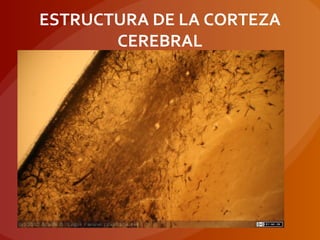 ESTRUCTURA DE LA CORTEZA
CEREBRAL
 