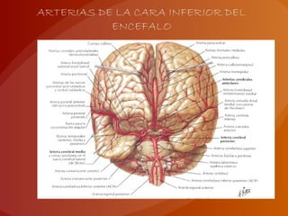 ARTERIAS DE LA CARA INFERIOR DEL
ENCEFALO
 
