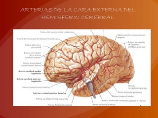 ARTERIAS DE LA CARA EXTERNA DEL
HEMISFERIO CEREBRAL
 