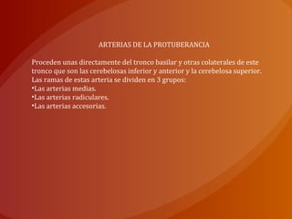 ARTERIAS DE LA PROTUBERANCIA
Proceden unas directamente del tronco basilar y otras colaterales de este
tronco que son las cerebelosas inferior y anterior y la cerebelosa superior.
Las ramas de estas arteria se dividen en 3 grupos:
•Las arterias medias.
•Las arterias radiculares.
•Las arterias accesorias.
 