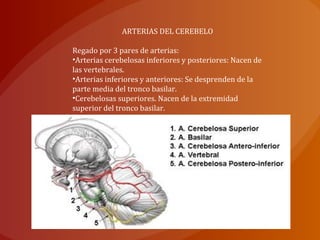 ARTERIAS DEL CEREBELO
Regado por 3 pares de arterias:
•Arterias cerebelosas inferiores y posteriores: Nacen de
las vertebrales.
•Arterias inferiores y anteriores: Se desprenden de la
parte media del tronco basilar.
•Cerebelosas superiores. Nacen de la extremidad
superior del tronco basilar.
 