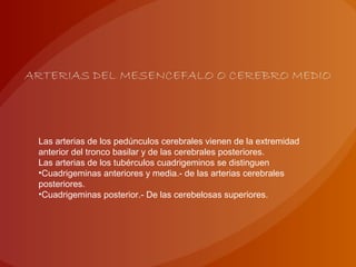 ARTERIAS DEL MESENCEFALO O CEREBRO MEDIO
Las arterias de los pedúnculos cerebrales vienen de la extremidad
anterior del tronco basilar y de las cerebrales posteriores.
Las arterias de los tubérculos cuadrigeminos se distinguen
•Cuadrigeminas anteriores y media.- de las arterias cerebrales
posteriores.
•Cuadrigeminas posterior.- De las cerebelosas superiores.
 