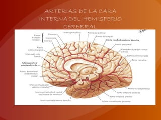 ARTERIAS DE LA CARA
INTERNA DEL HEMISFERIO
CEREBRAL
 