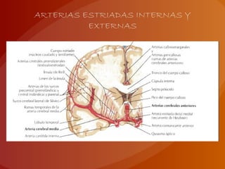 ARTERIAS ESTRIADAS INTERNAS Y
EXTERNAS
 