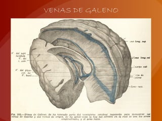 VENAS DE GALENO
 