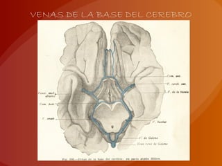 VENAS DE LA BASE DEL CEREBRO
 