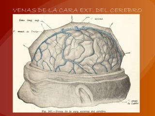 VENAS DE LA CARA EXT. DEL CEREBRO
 