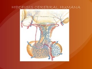 HIPOFISIS CEREBRAL HUMANA
 