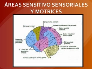 ÁREAS SENSITIVO SENSORIALES
Y MOTRICES
 