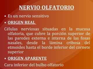 • Es un nervio sensitivo
• ORIGEN REAL
Células nerviosas situadas en la mucosa
olfatoria, que cubre la porción superior de
las paredes externa e interna de las fosas
nasales, desde la lámina cribosa del
etmoides hasta el borde inferior del cornete
superior
• ORIGEN APARENTE
Cara inferior del bulbo olfatorio
NERVIO OLFATORIO
 