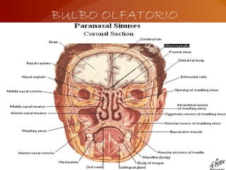 BULBO OLFATORIO
 