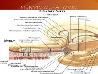NERVIO OLFATORIO
 